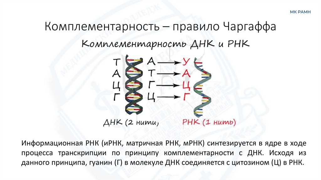 Комплементарность – правило Чаргаффа