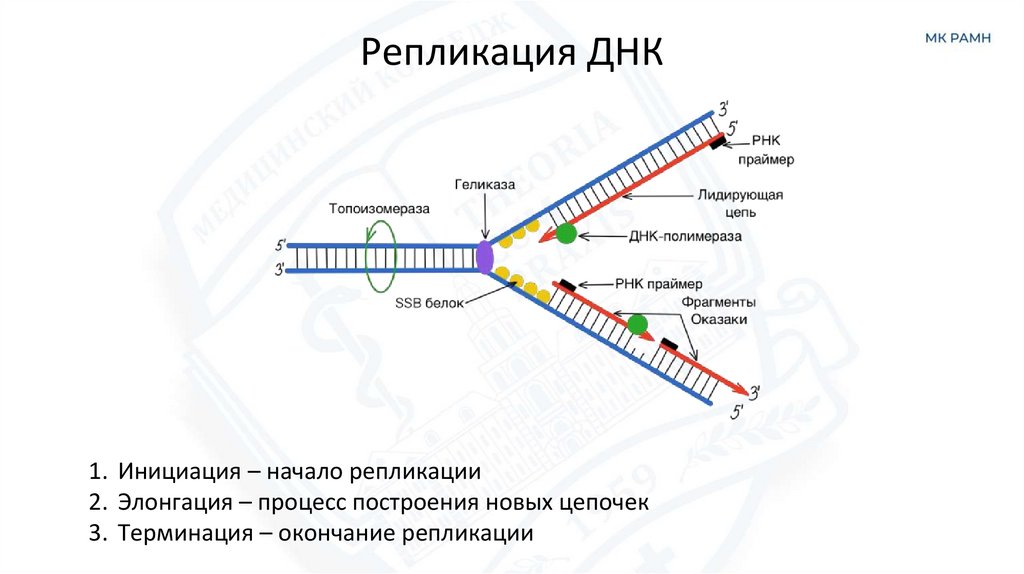 Репликация ДНК