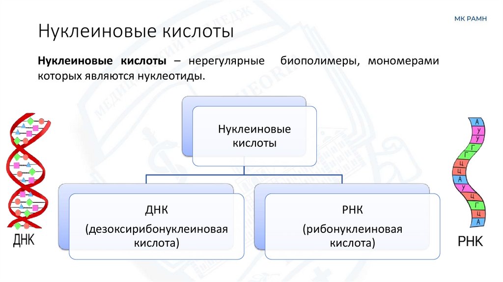 Нуклеиновые кислоты