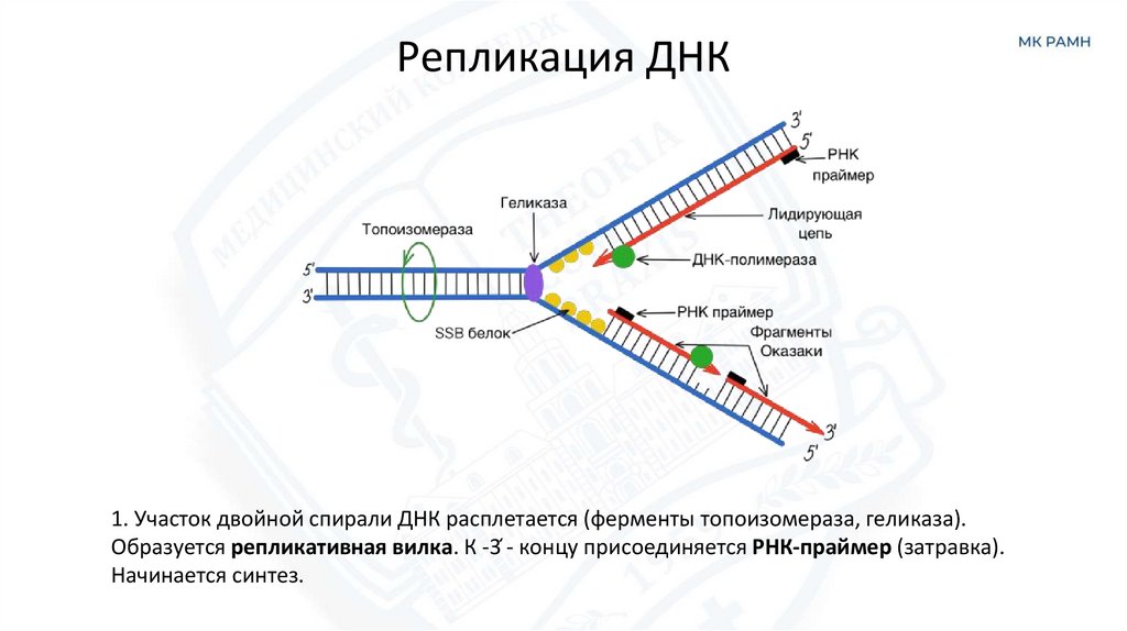 Репликация ДНК