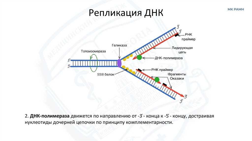 Репликация ДНК