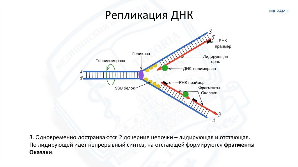 Репликация ДНК