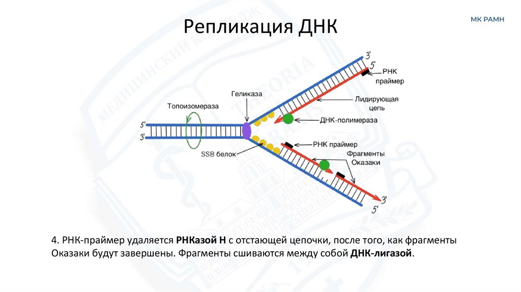 Репликация ДНК
