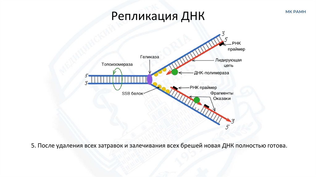 Репликация ДНК