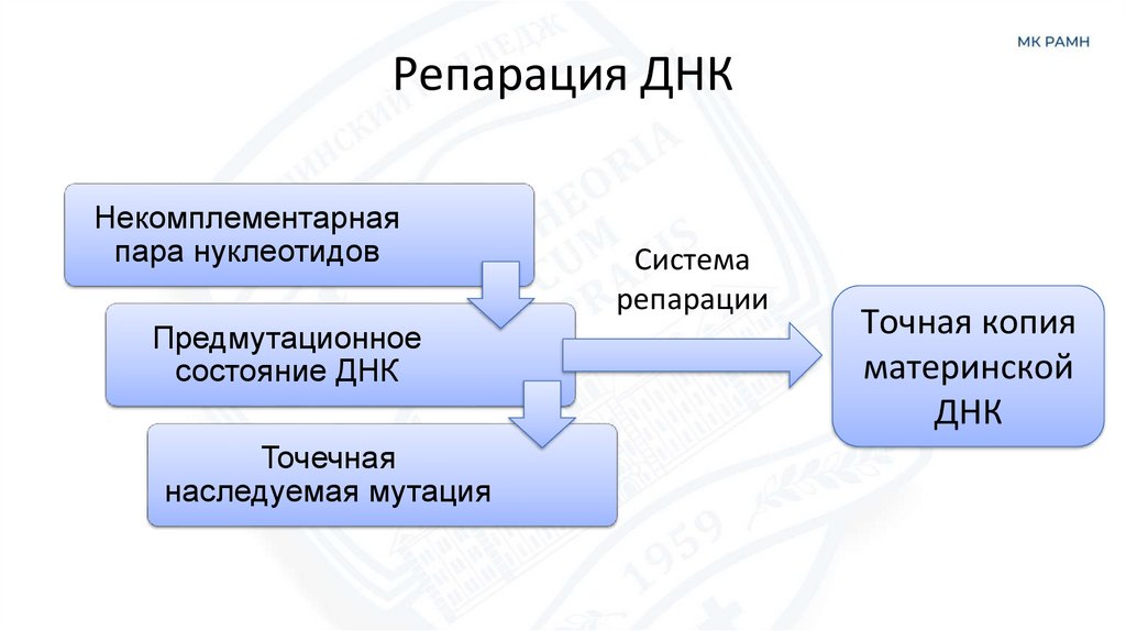 Репарация ДНК