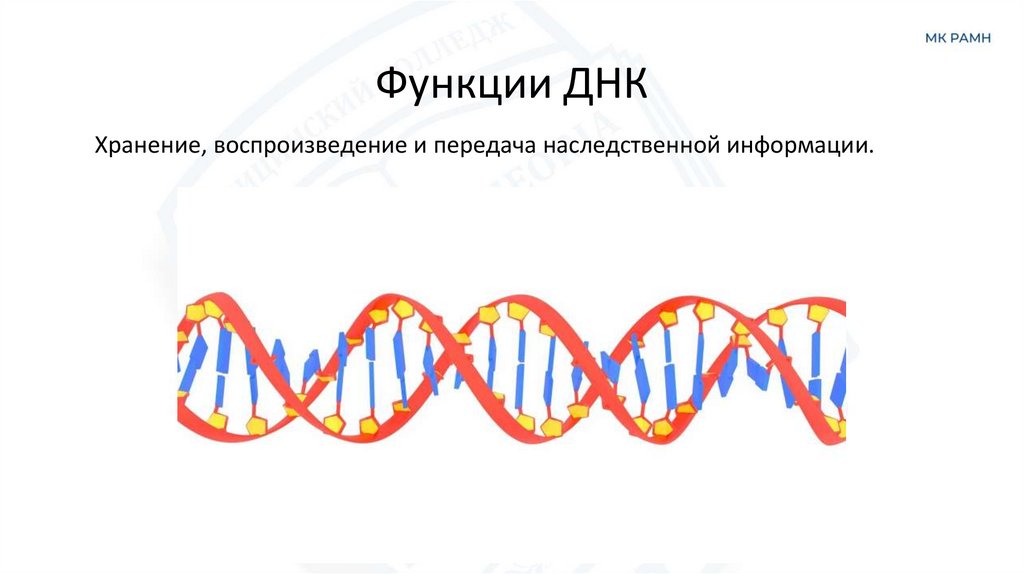 Функции ДНК