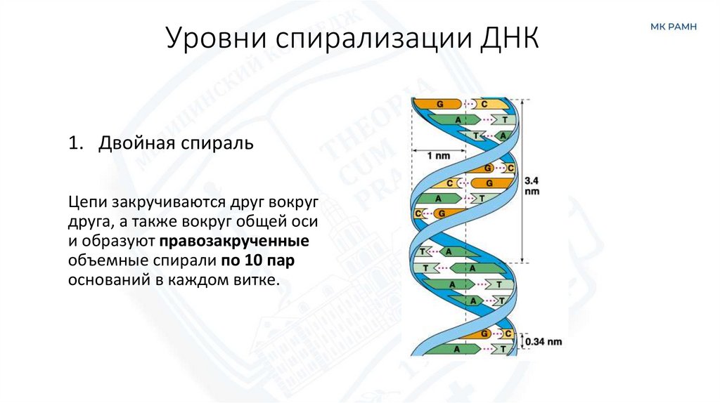 Уровни спирализации ДНК