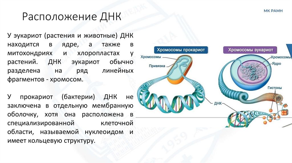 Расположение ДНК