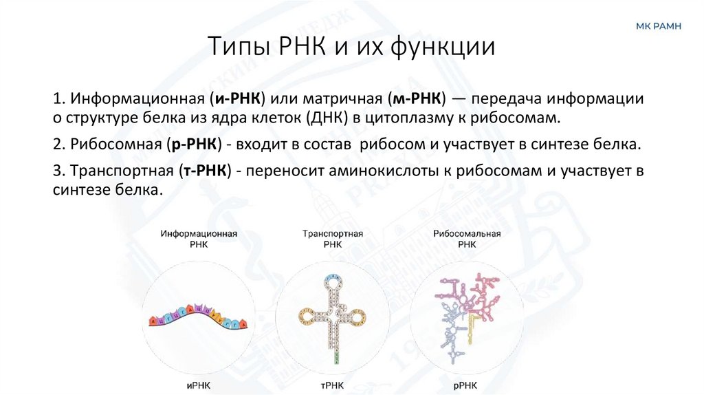 Типы РНК и их функции