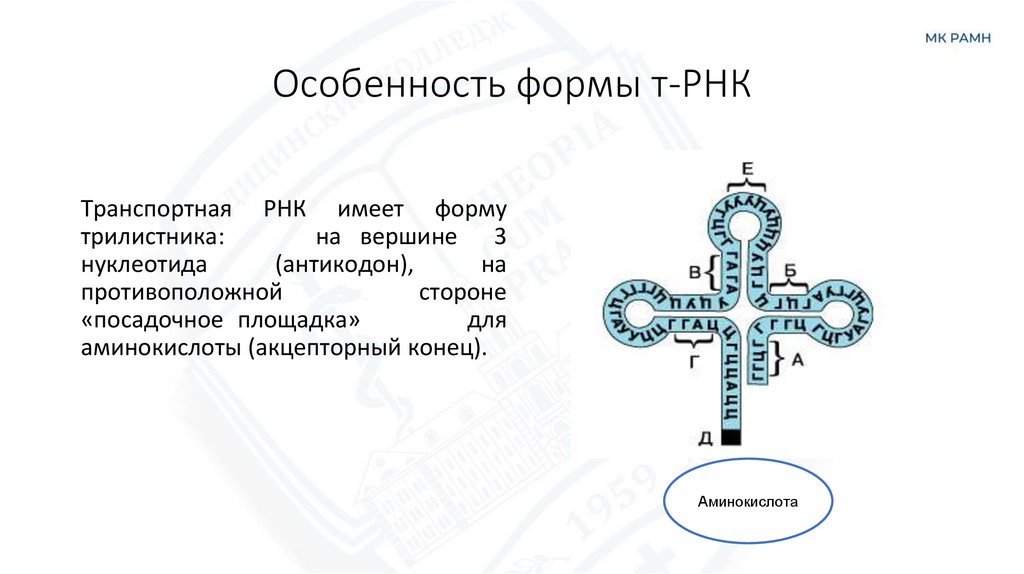 Особенность формы т-РНК