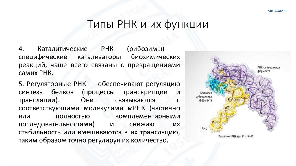 Типы РНК и их функции