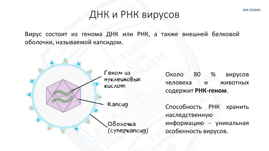 ДНК и РНК вирусов