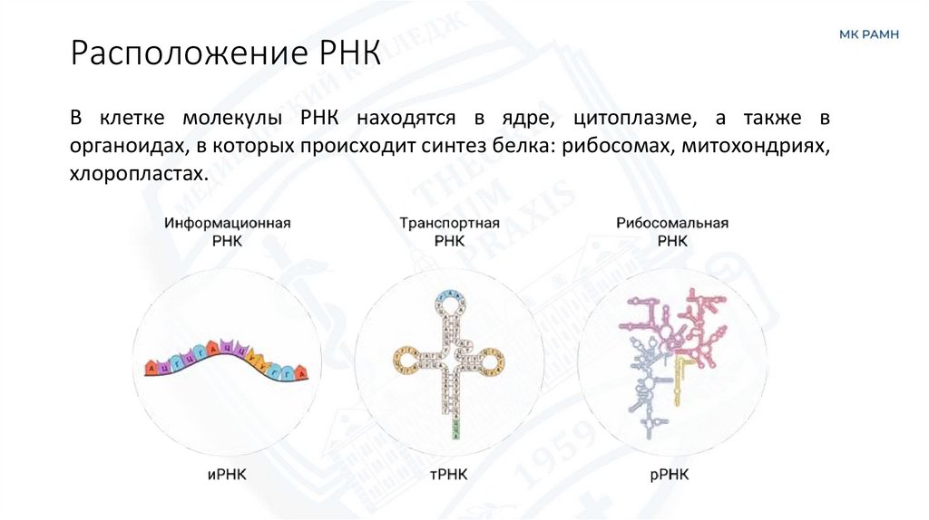 Расположение РНК