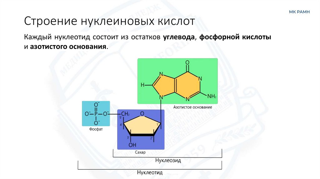 Строение нуклеиновых кислот