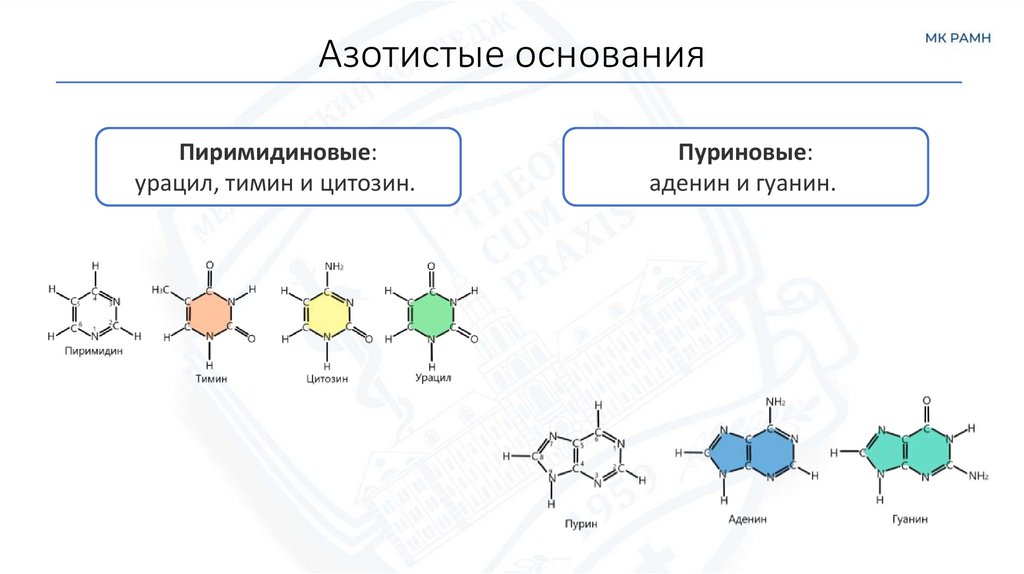 Азотистые основания