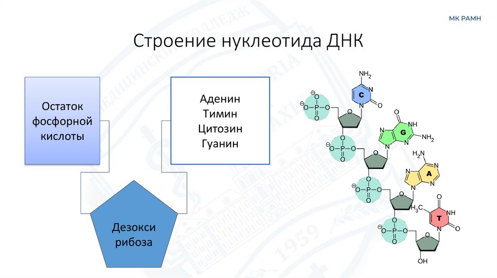 Строение нуклеотида ДНК