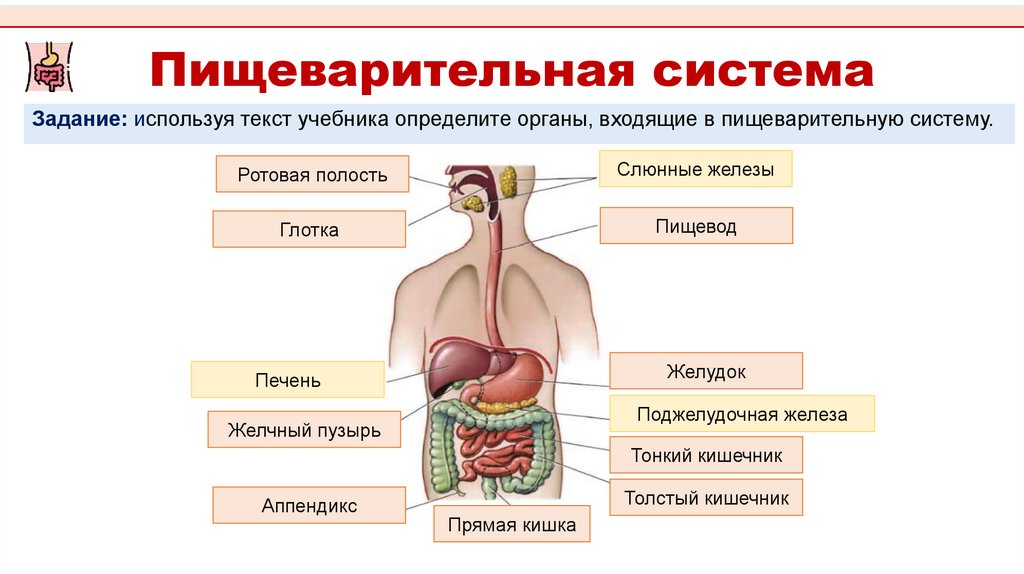 Пищеварительная система