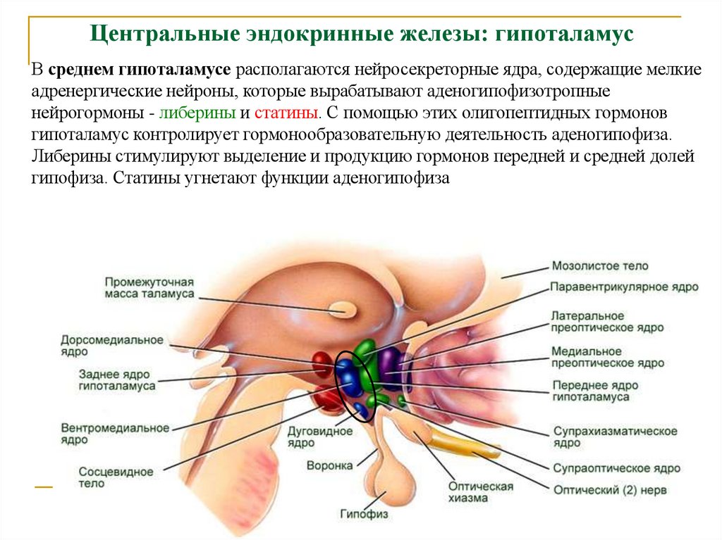 Центральные эндокринные железы: гипоталамус