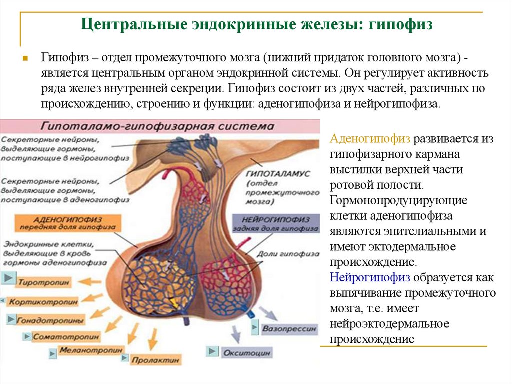 Центральные эндокринные железы: гипофиз