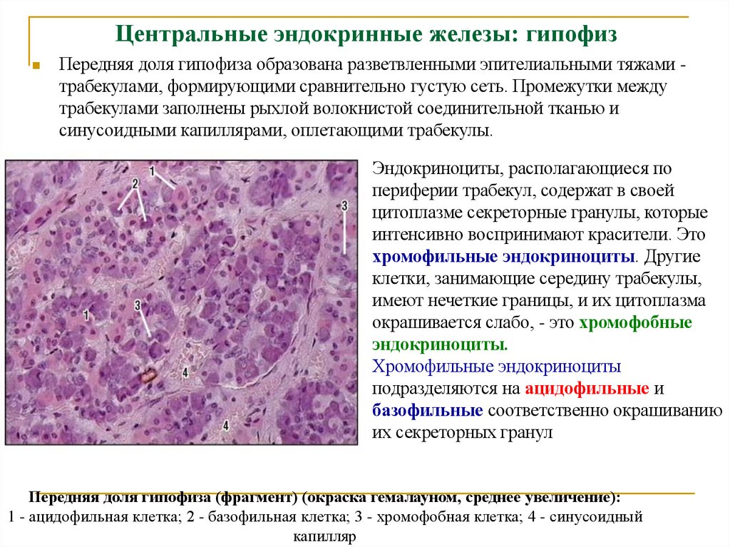 Центральные эндокринные железы: гипофиз