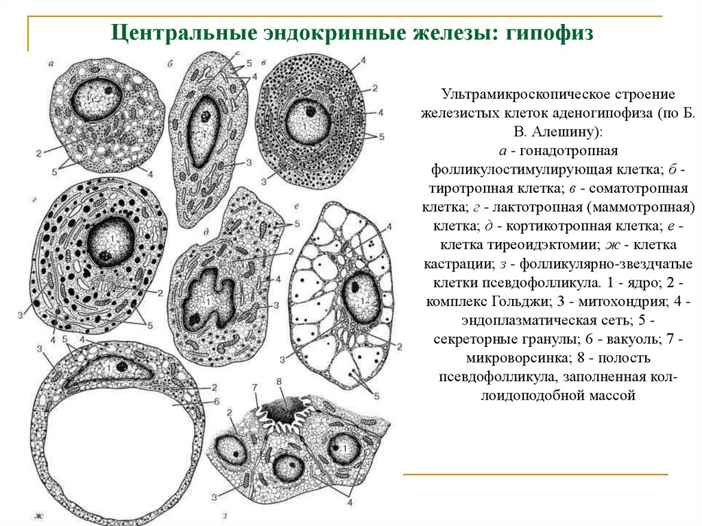 Центральные эндокринные железы: гипофиз