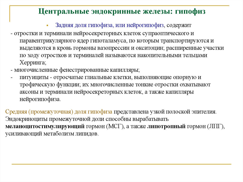 Центральные эндокринные железы: гипофиз