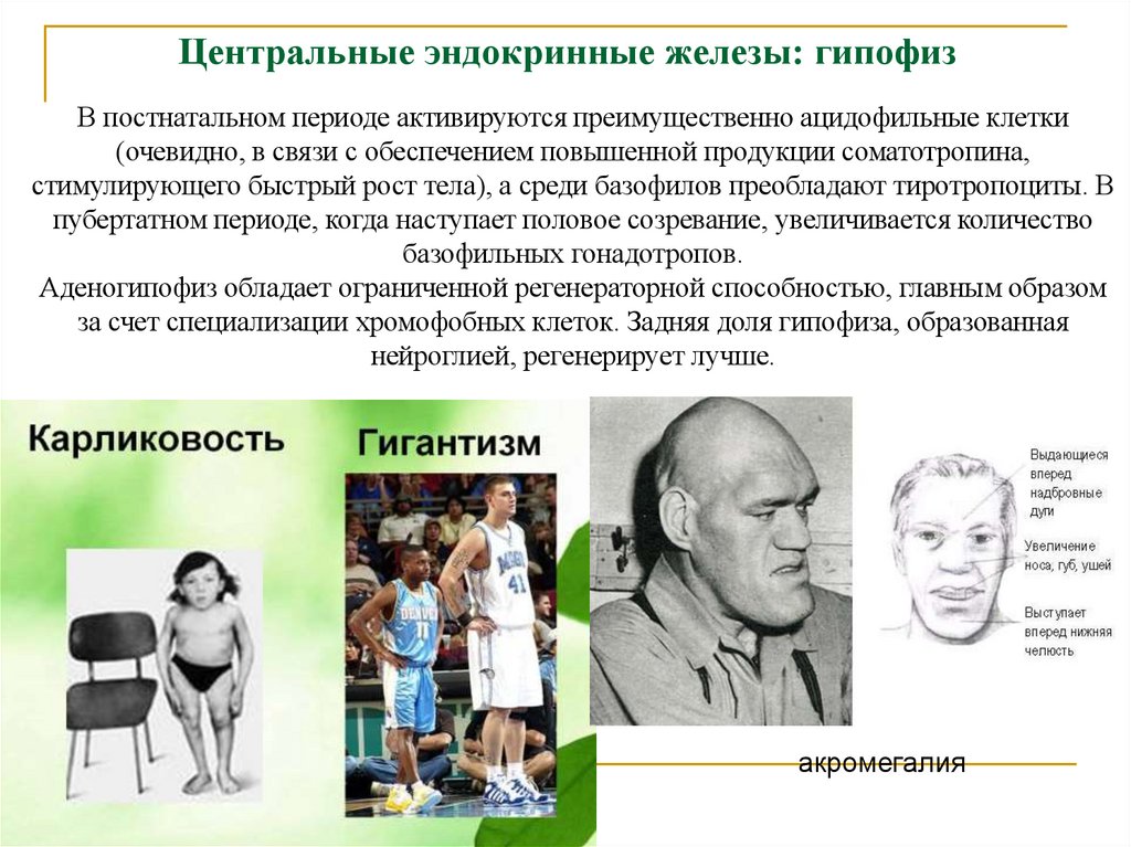 Центральные эндокринные железы: гипофиз