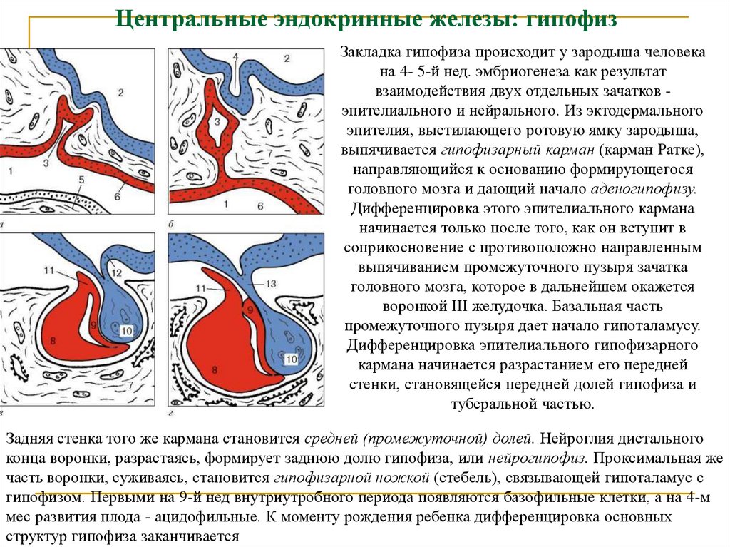 Центральные эндокринные железы: гипофиз