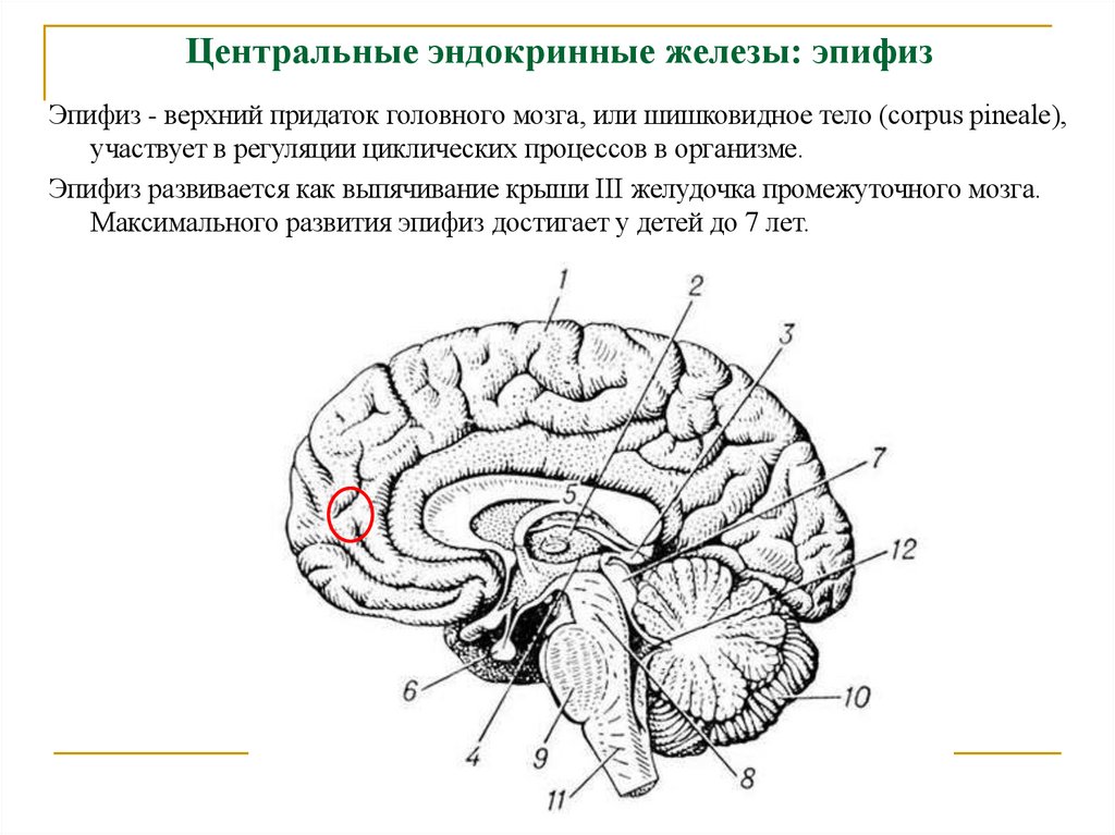 Центральные эндокринные железы: эпифиз