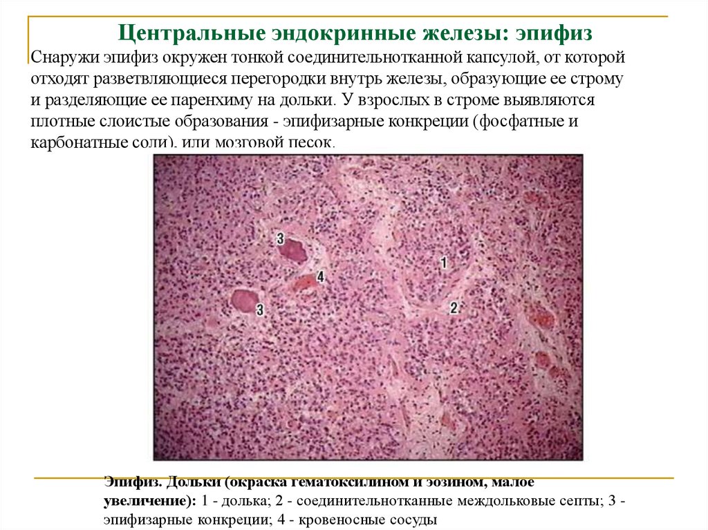 Центральные эндокринные железы: эпифиз