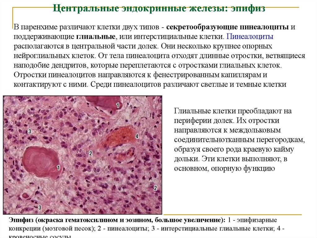Центральные эндокринные железы: эпифиз