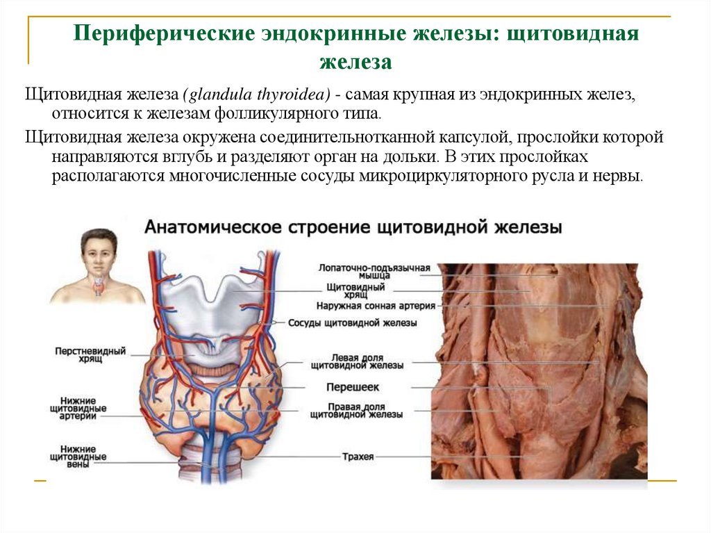 Периферические эндокринные железы: щитовидная железа