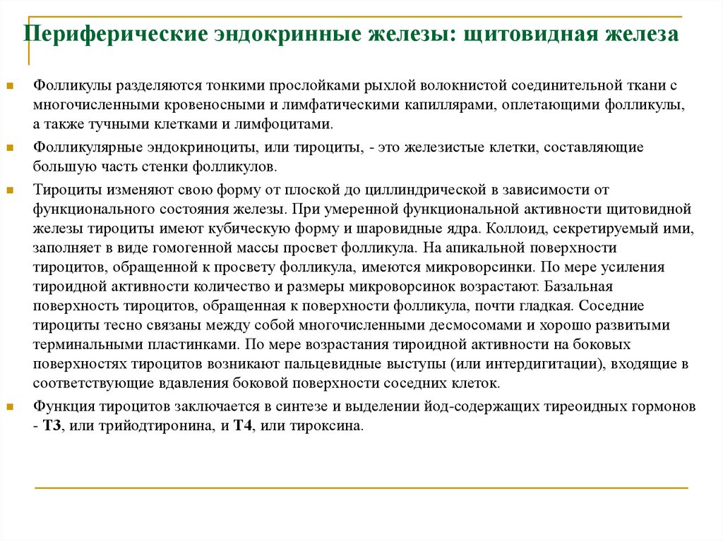 Периферические эндокринные железы: щитовидная железа