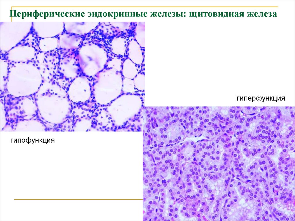 Периферические эндокринные железы: щитовидная железа