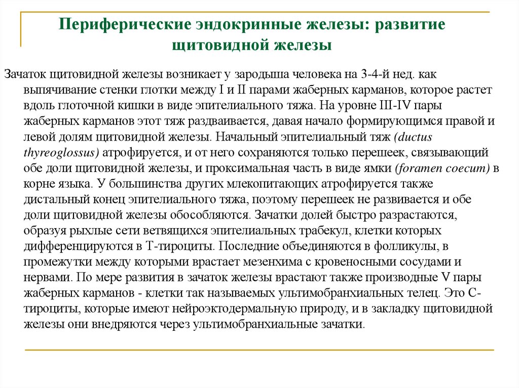 Периферические эндокринные железы: развитие щитовидной железы