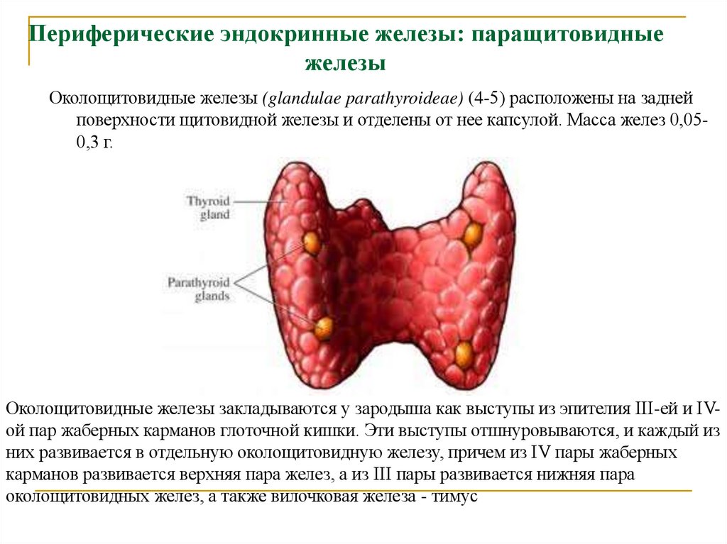 Периферические эндокринные железы: паращитовидные железы