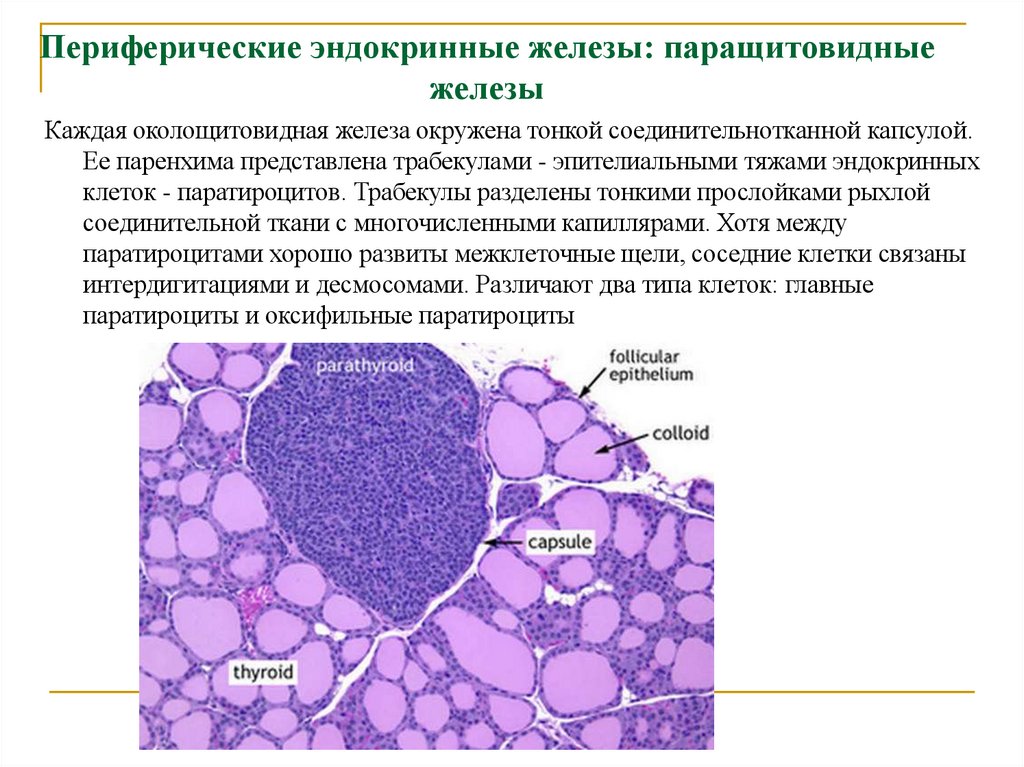 Периферические эндокринные железы: паращитовидные железы