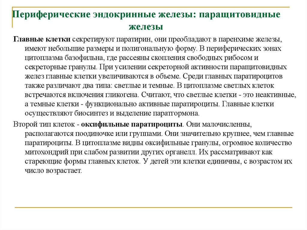 Периферические эндокринные железы: паращитовидные железы