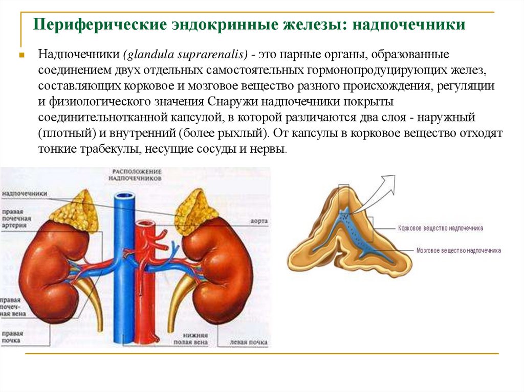 Периферические эндокринные железы: надпочечники