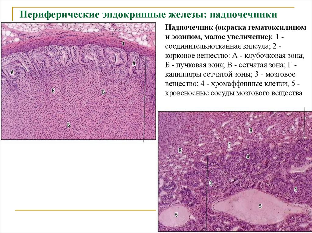 Периферические эндокринные железы: надпочечники