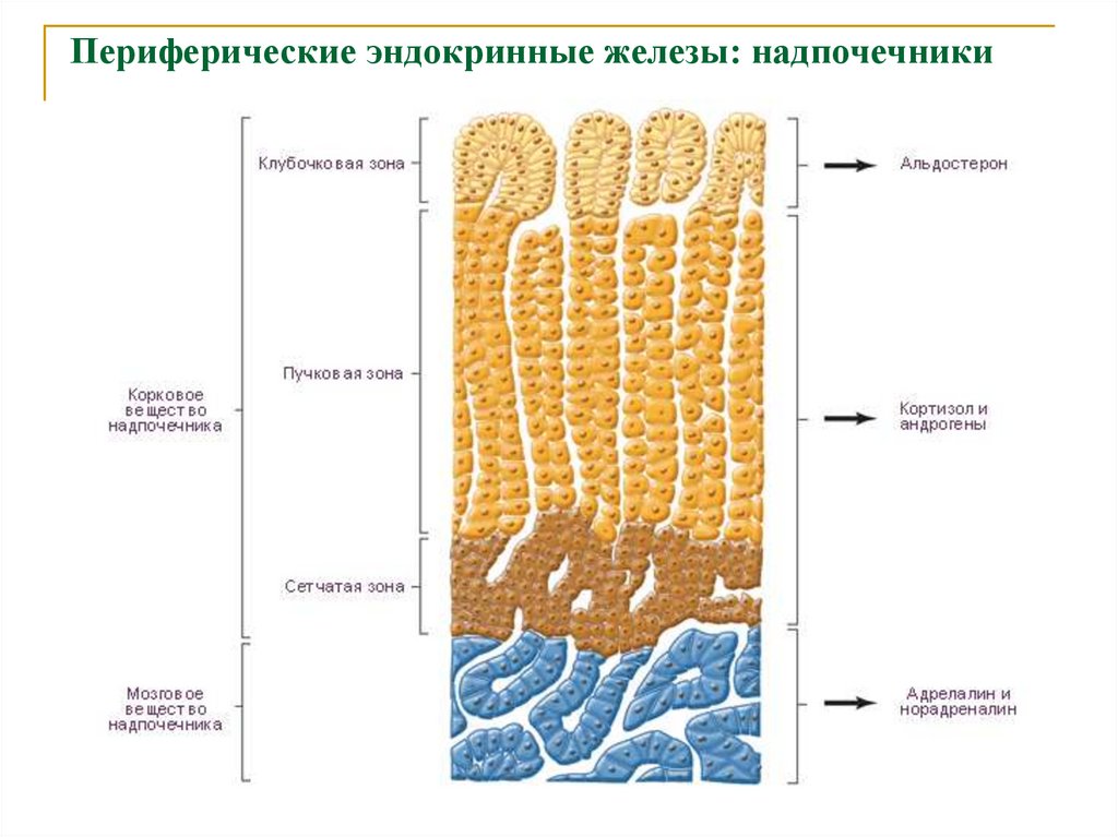 Периферические эндокринные железы: надпочечники