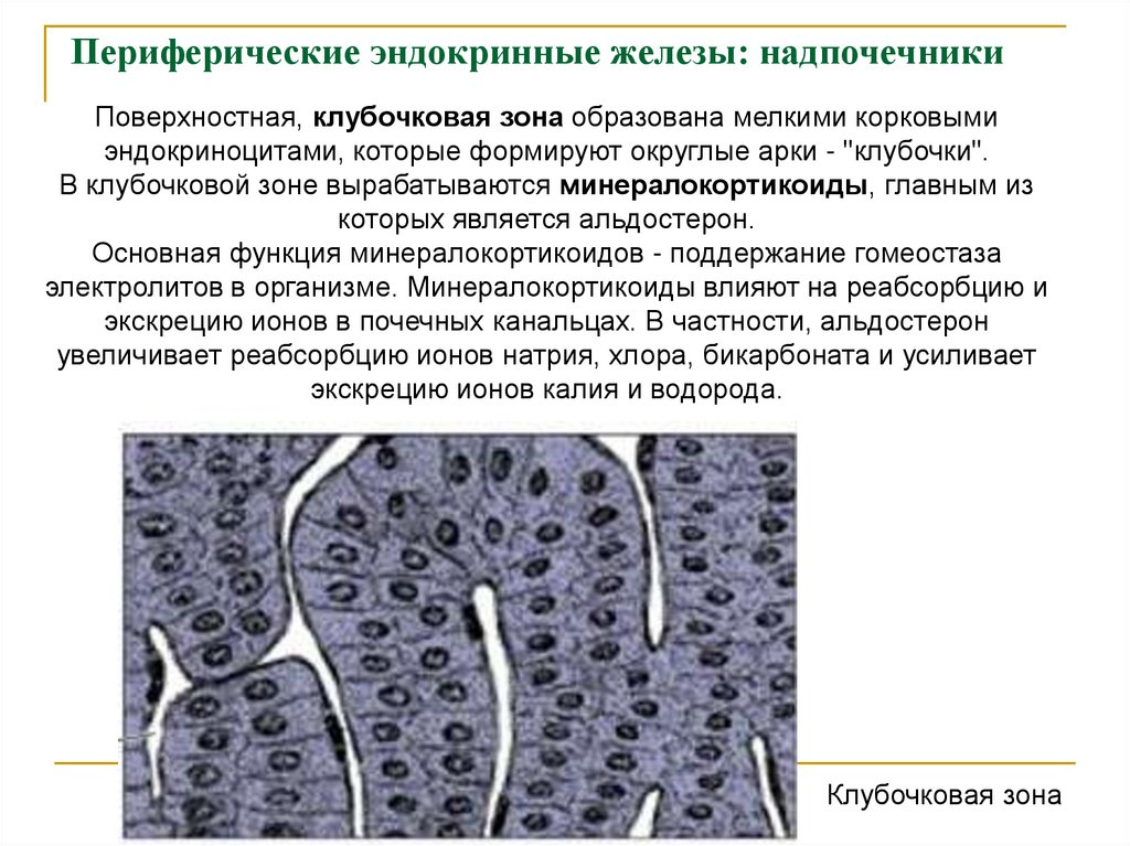 Периферические эндокринные железы: надпочечники