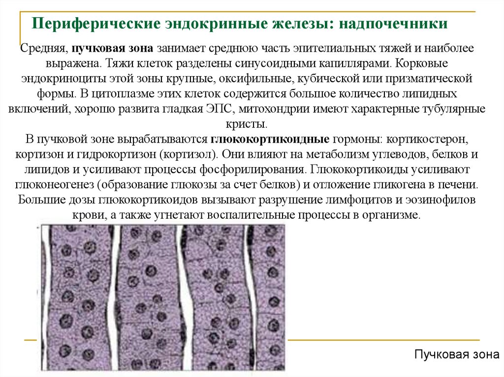 Периферические эндокринные железы: надпочечники