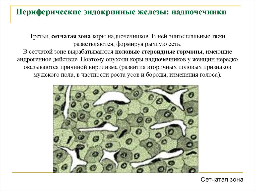 Периферические эндокринные железы: надпочечники