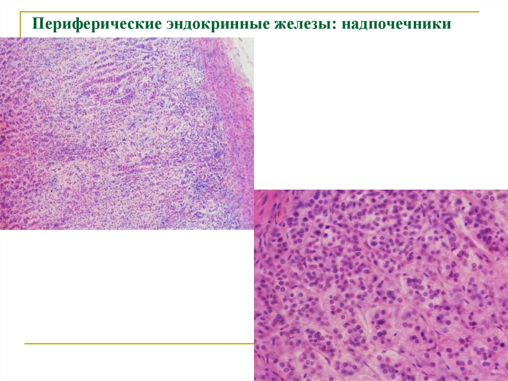Периферические эндокринные железы: надпочечники