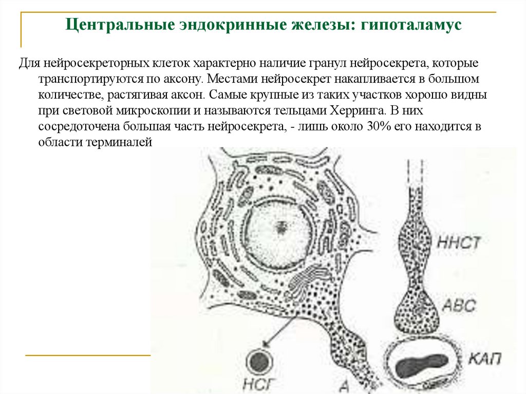 Центральные эндокринные железы: гипоталамус