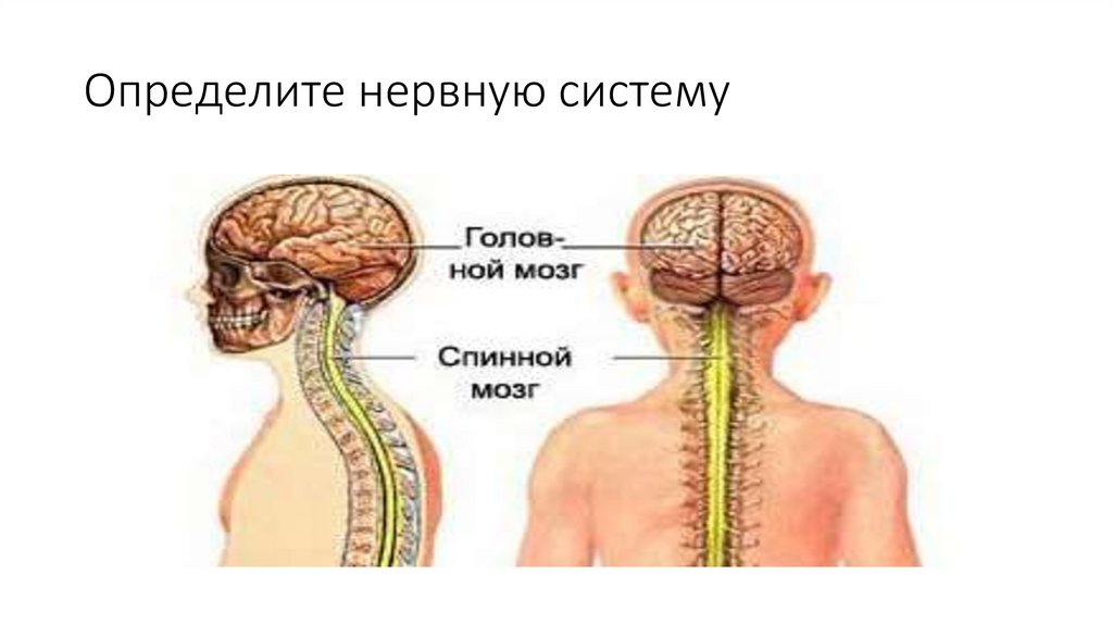 Определите нервную систему