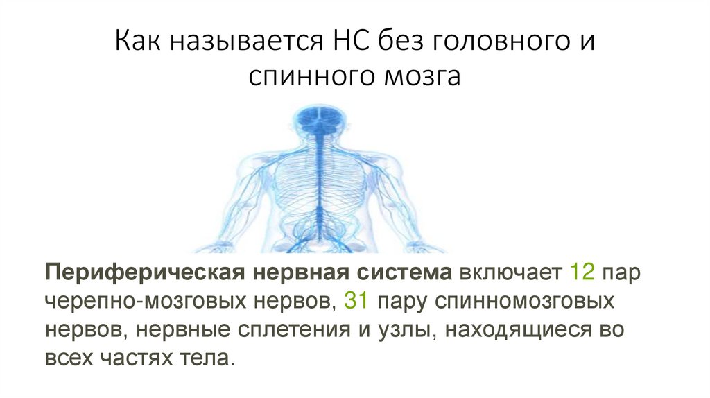 Как называется НС без головного и спинного мозга