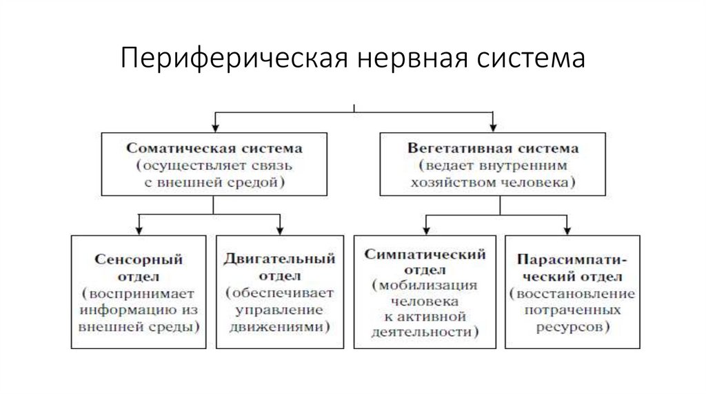Периферическая нервная система