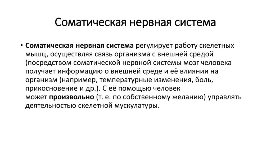 Соматическая нервная система